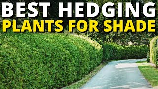 Top 5 Best Hedging Plants for Shade 