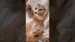 Clingy pets picked up in the pouring rain! #shortvideo #animals #pets #shorts #foryou #cute #fox