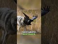 This Unlikely Duo Hunts Together — And It’s 100% Real!