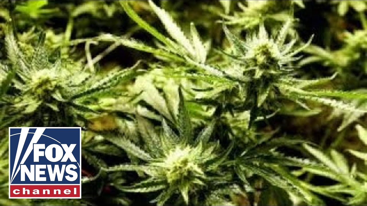 Why drug cartels love states where pot is legal