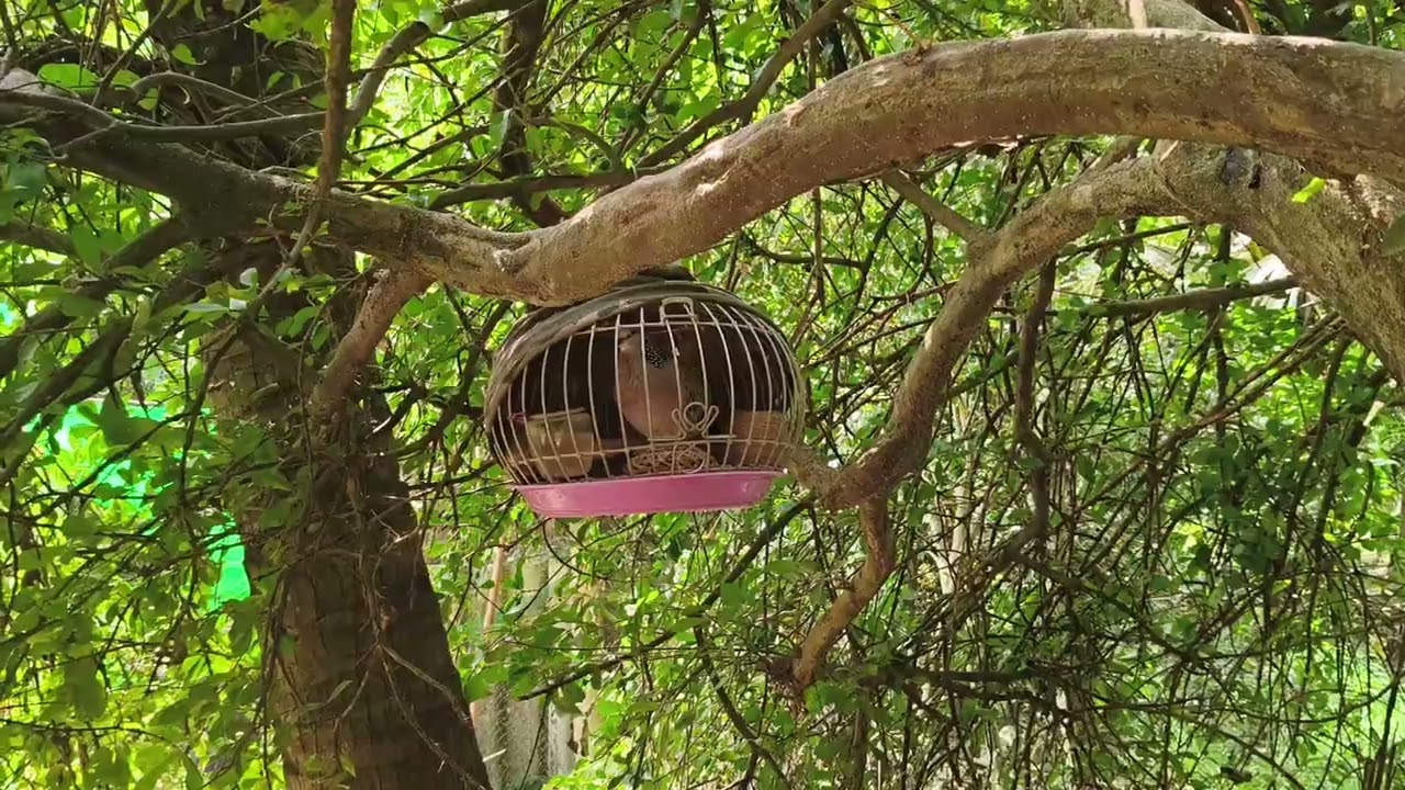 Bổi Nổi Đồng Pha 1 Hậu.0977721707...