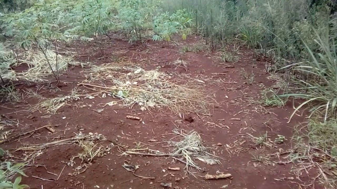 Quantos Anos Tem São Pedro Do Iguaçu?