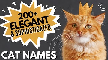 200+ Elegant and Sophisticated Cat Names no one is using! | Unisex (Boy & Girl Cat Names)
