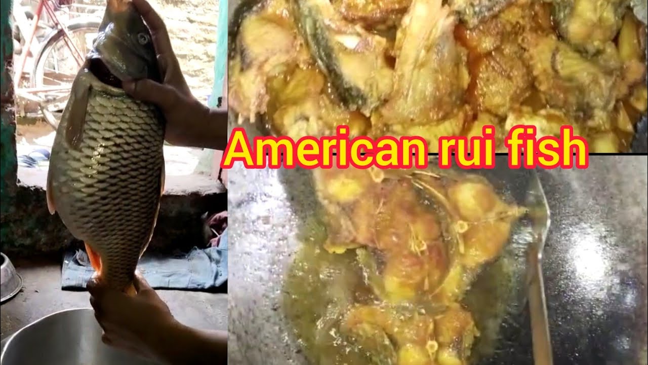 আমেরিকান রুই মাছের রেসিপি।# American rui macher recipe. American rui ...