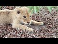 Lion Cub Siblings Fighting Over Mum's Milk