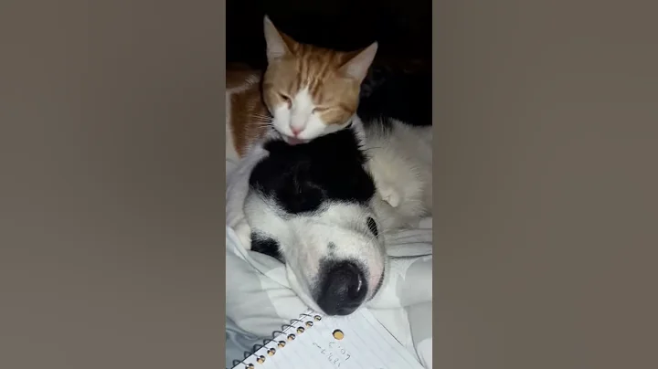 Dog trying to sleep