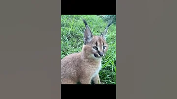 CAT FUNNY VIDEOS Shorts Puso Viral 