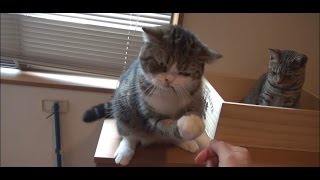 草とねこ。-Grass and Maru&Hana.-