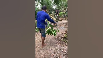 Xoài cát hòa Lộc giao lưu giá sỉ. Liên hệ Zalo #0988166558