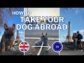 Guide To Taking Your Dog Abroad | How To Take Your Dog From The UK To Europe