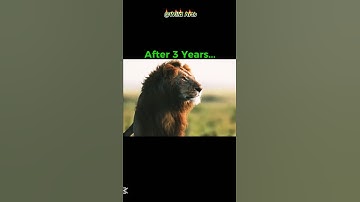 Young male lion Son of lion King Scarface⚔️😱 | #Scarface #Viral #shorts #youtube #video