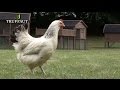 Comment bien lever des poules  choisir sa poule la race le nombre de poules truffaut