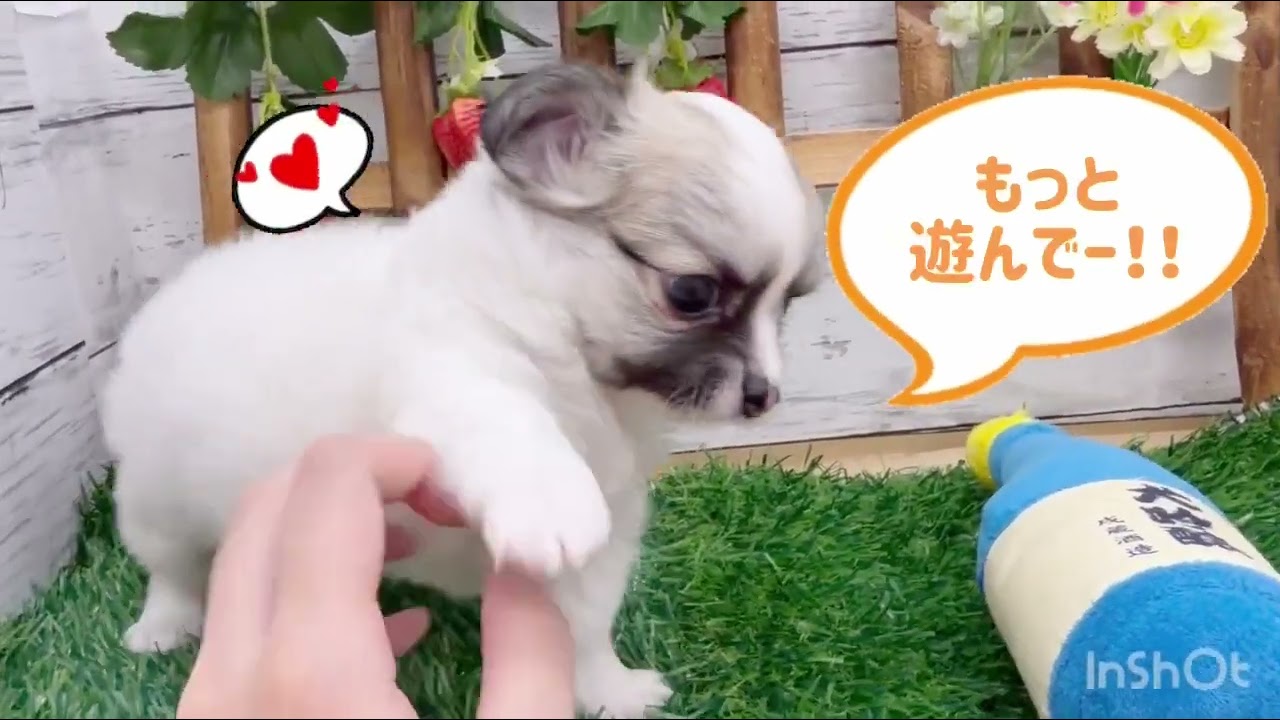 価格の安い♥ロングコート・チワワ ♀ 現在体重720g【動画あり