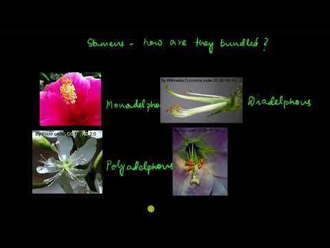 Video: Ktorý je charakteristický znak androecium pisum sativum?