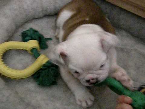 Jameson the Bulldog puppy's first day home!