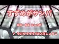 【キッズ】すずめがサンバ / 今井ゆうぞう、はいだしょうこ // 歌ってみた(伴奏原曲キー)カラオケ【おかあさんといっしょ】