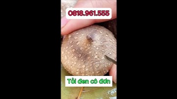 Tỏi đen cô đơn 1 nhánh được lên men tự nhiên rất tốt cho sức khỏe - dẻo ngọt, thơm ngon, không hăng