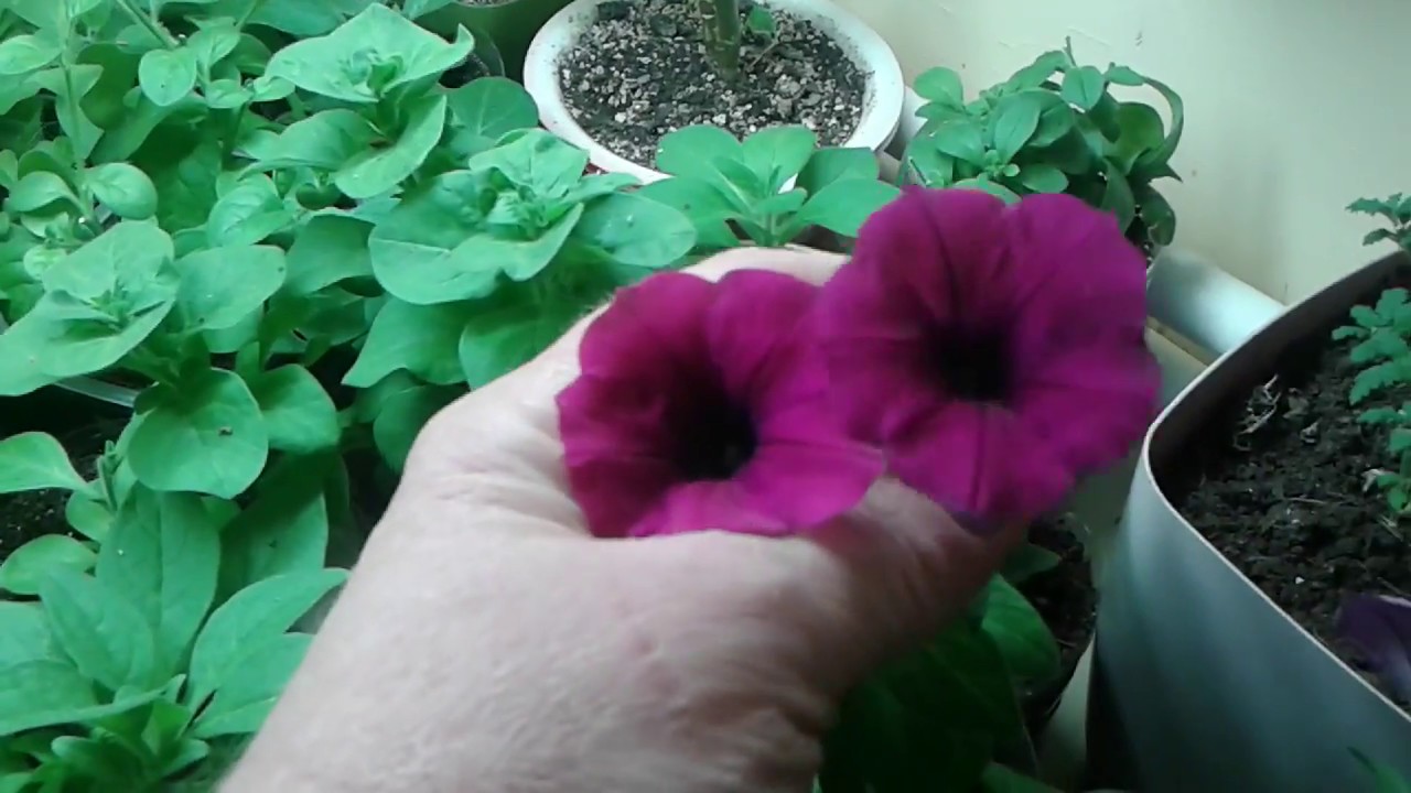 Светлана лодисад петунии. Сурфиния магента хало. Петунии авито череповец. Петуния грандифлора кан кан бургунди. Петуния petunia sweetunia johnny flame.