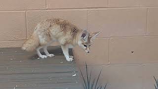 ross park zoo binghamton ny sand cats 3