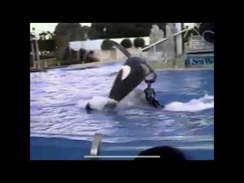 Wideo: Pet Scoop: Trenerzy SeaWorld nie popłyną z orkami, rzadkie śnieżne lamparty zadebiutują