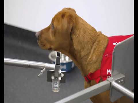 Video: Köpeklerde Prostat Kanseri (Adenokarsinom)