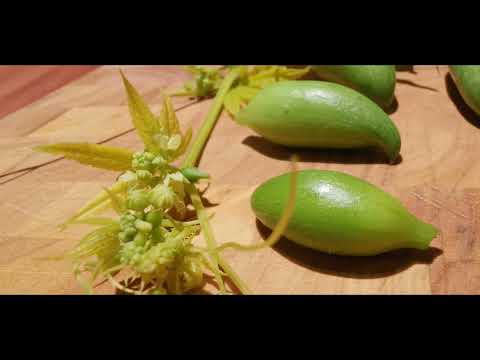 Video: Verwendungen für Caihua in Gärten - Wie man Caihua-Gurkenpflanzen füllt