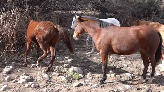 Wild Horses Exit River - Mark Storto Nature Clips