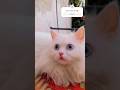 Daisey 😍❤️#tombabayt #viral #cats #beauty #daisey#shortvideos