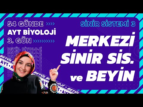 3) Merkezi Sinir Sistemi ve Beyin | 11. Sınıf Biyoloji | 2024 AYT Biyoloji Kampı 3. Gün