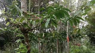Mikat burung kecil dan sepah raja Dapat Banyak dengan mp3 ampuh