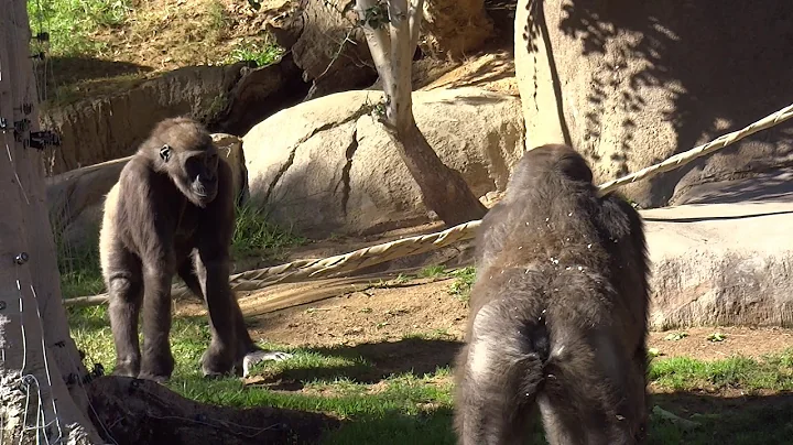 Gorilla Winston Family ゴリラ　ウィンストン家族の日々12152018