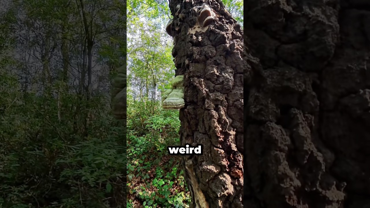 What's On This Tree?? 🌳🌲