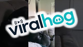 Dog Throws A Temper Tantrum || ViralHog