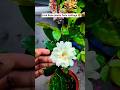Rose from cuttings #tamiltrending #gardening #rosecaring #uktamil #garden #roses