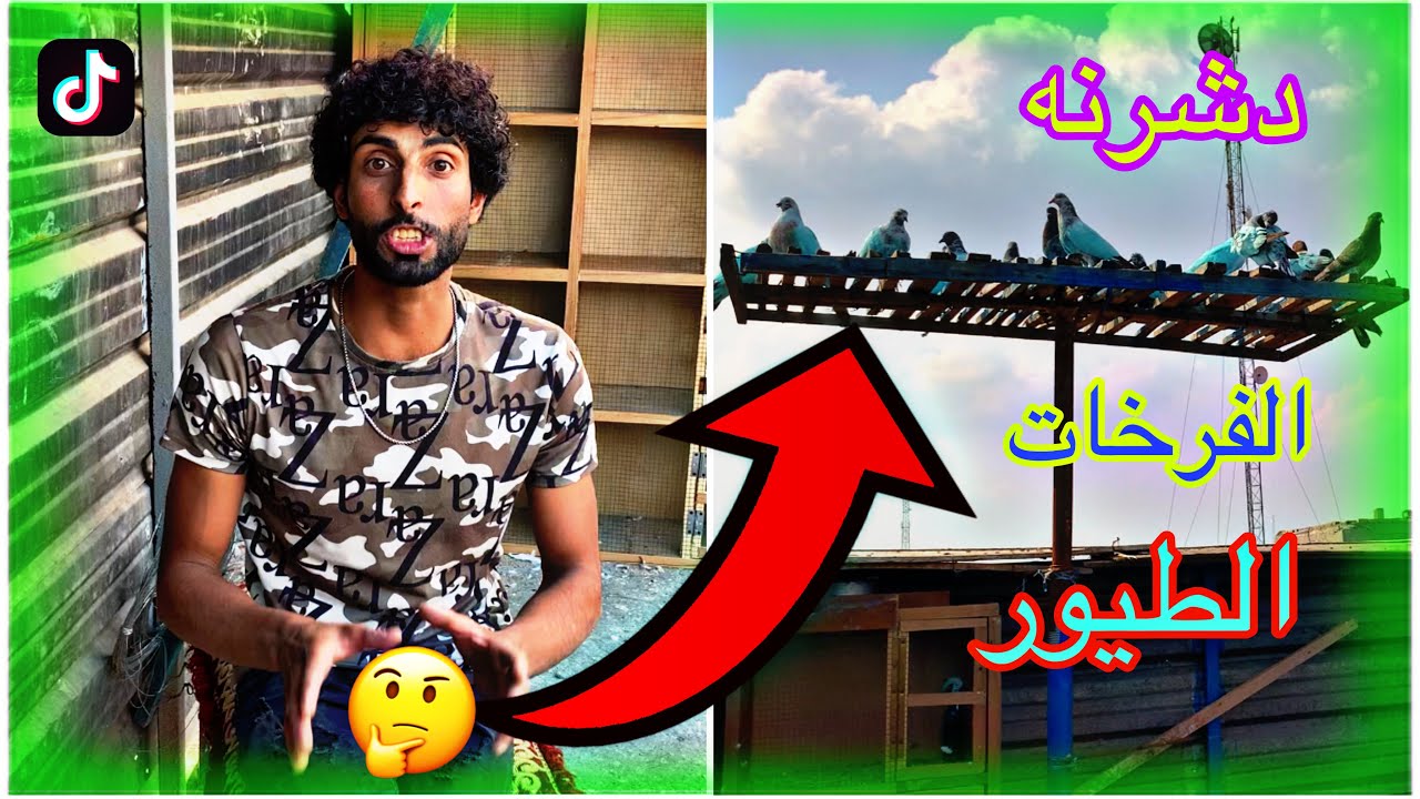ليوم دشرنه الطيور الفرخات مالاتنه مصبغات خضر حمودي سكيت 2024