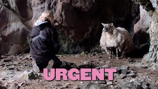 Daring Rescue of Britain's Loneliest Sheep
