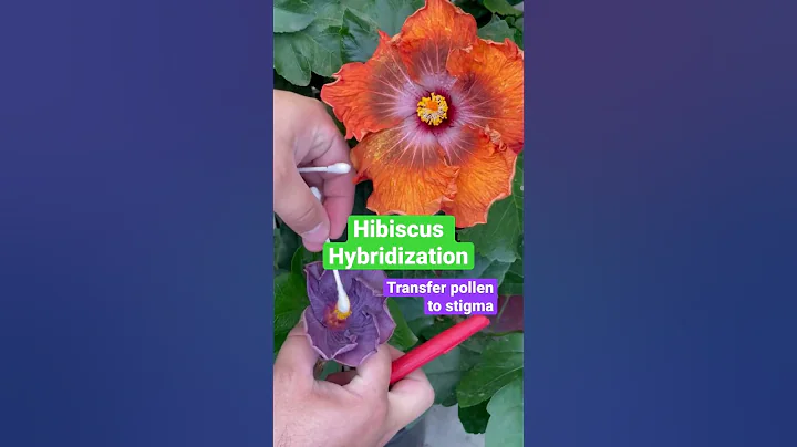 Hibiscus hybridization, how to cross pollinate hibiscus to create seeds and new hibiscus cultivars. - DayDayNews