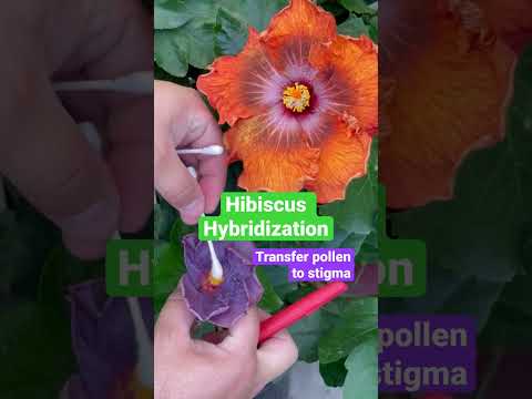 Video: Care sunt avantajele hibridizării la plante?