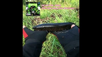 Câu cá lóc rừng U Minh Hạ P.22 | Test Pe BRT size 2.0 vs nhái hơi A33 lưỡi độ #cauca #shots #uminhha