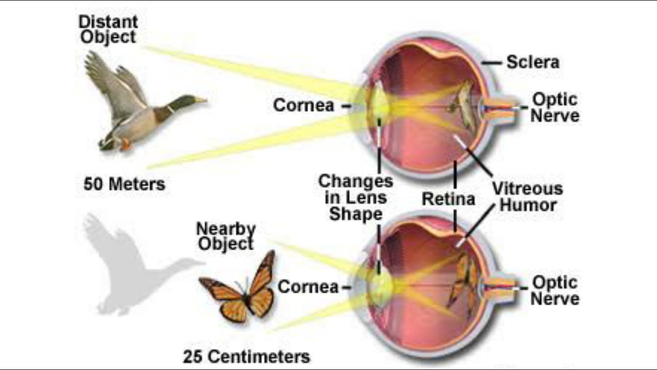 Human Eye Power Of Accommodation Far Point And Near Point Youtube