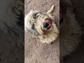 Doggy