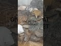 short story of toad READ COMMENT SECTION #frog # #funny