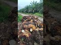 info harga sawit hari ini #sawitbuahpasir #sawit #muatsawitkeram #pertanian