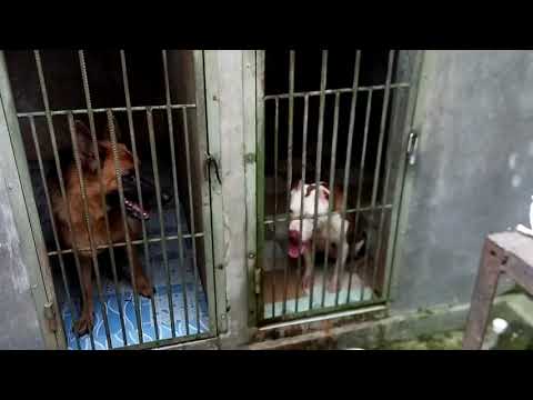 Video: Mendefinisikan Usia Senior Pada Anjing