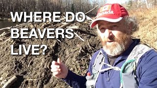 ScienceMan Lesson – Beaver Misconceptions – Lodges Scienceman Lesson Do Beavers Eat Trees