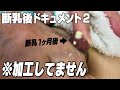 【断乳後　母乳ドキュメント２】助産師歴55年が解説。1か月後のおっぱいを公開★断乳１か月後の母乳の味は？！Japanese breastfeeding Weaning