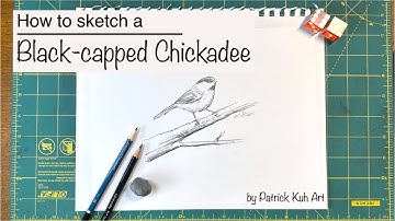 How to sketch a Black-Capped Chickadee