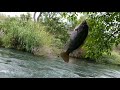 pesca de güapote en el rio de actopan ver....