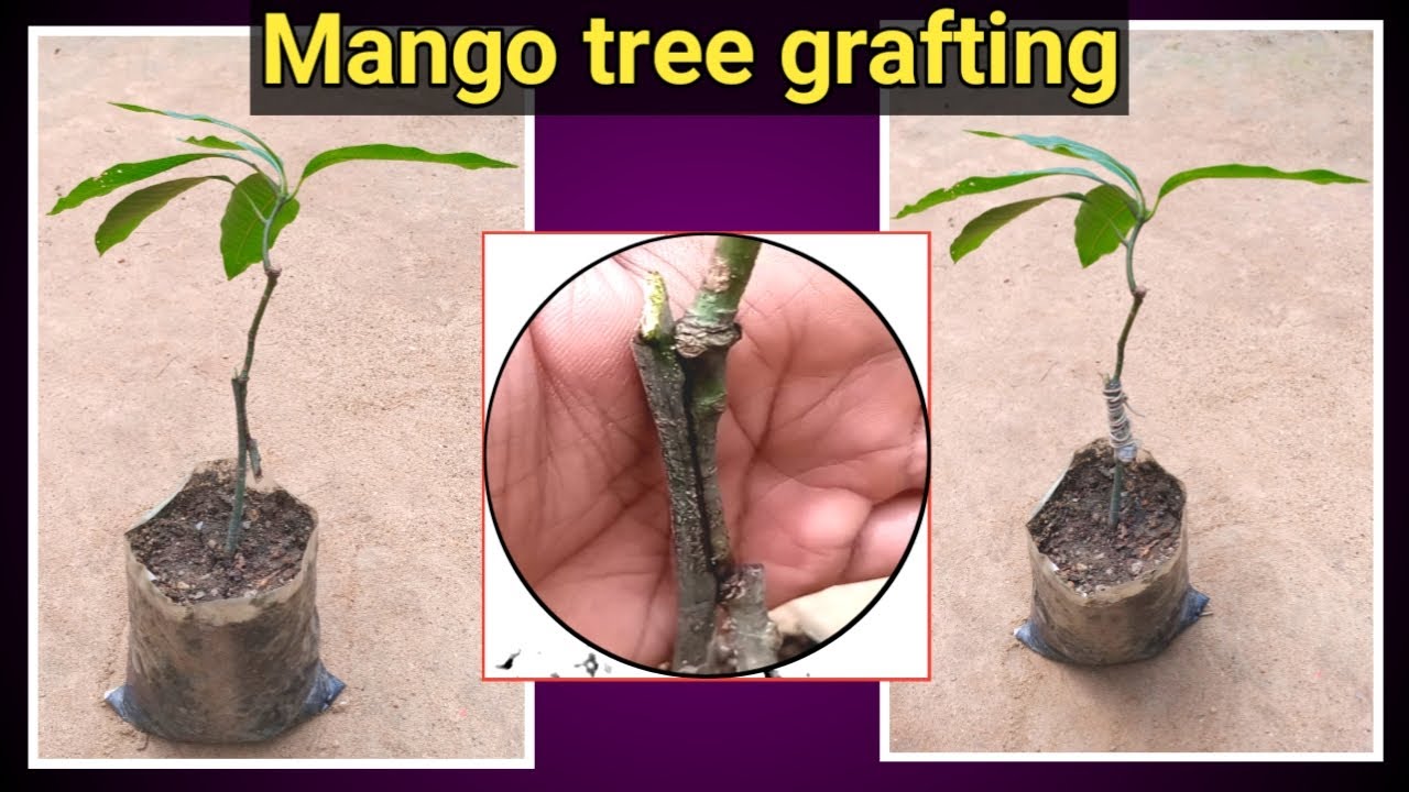 New method to grow mango tree | mango tree grafting | making bonsai