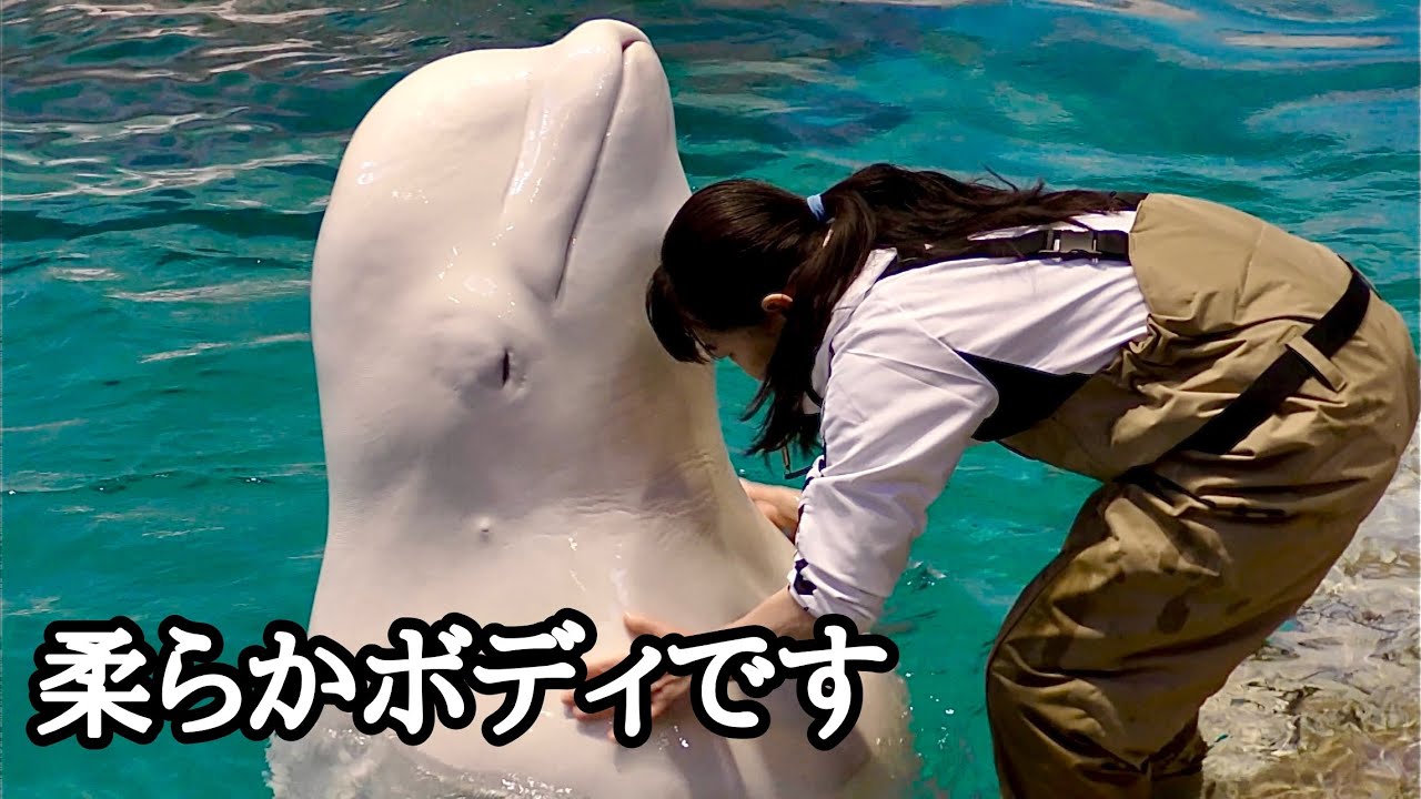 ベルーガの体は柔らかいのです【名古屋港水族館】Beluga Nagoya 